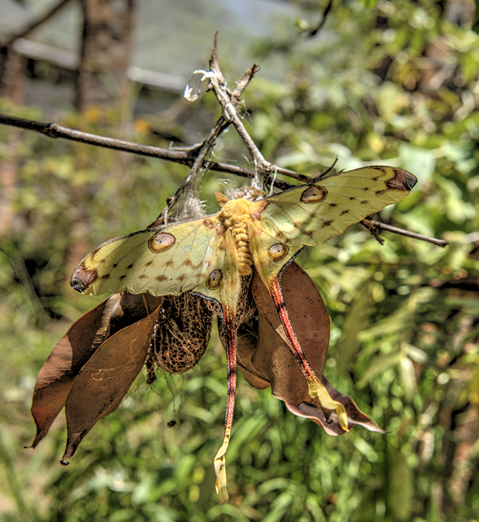 Leopard moth